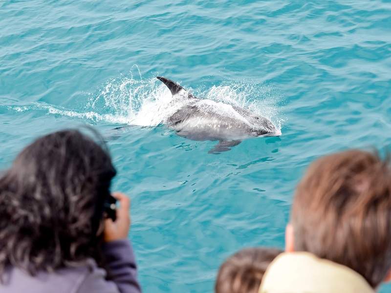people on boat taking picture of dolphin