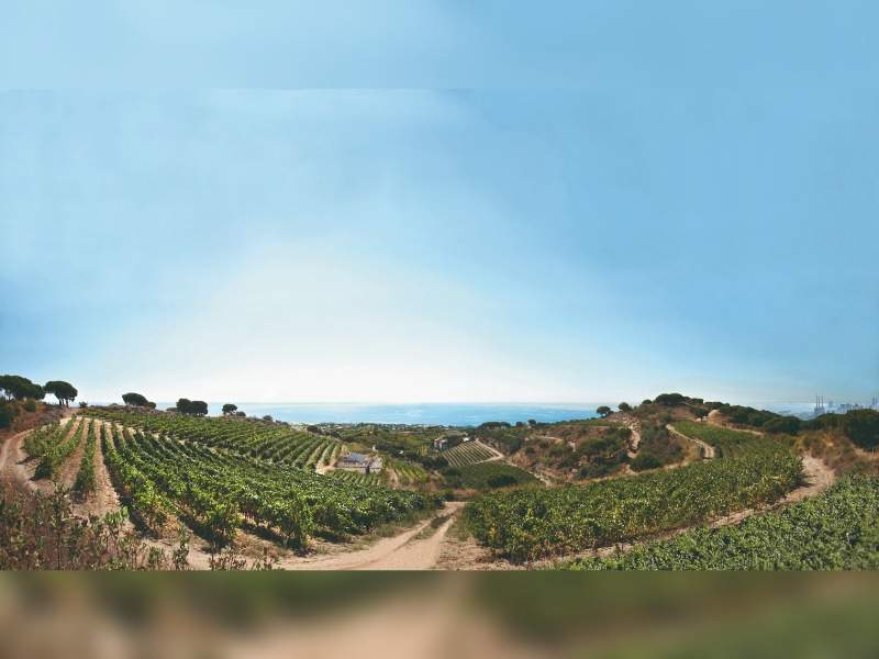 vineyard with med. sea views