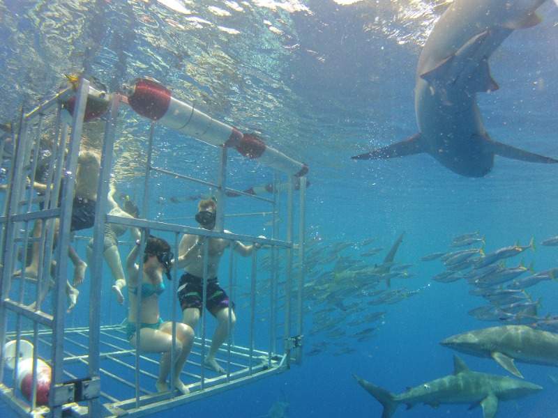 Group cage diving with sharks