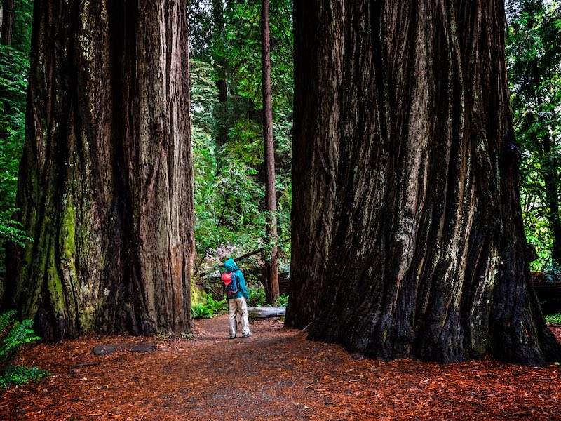 Man close up to giant sequoia trees