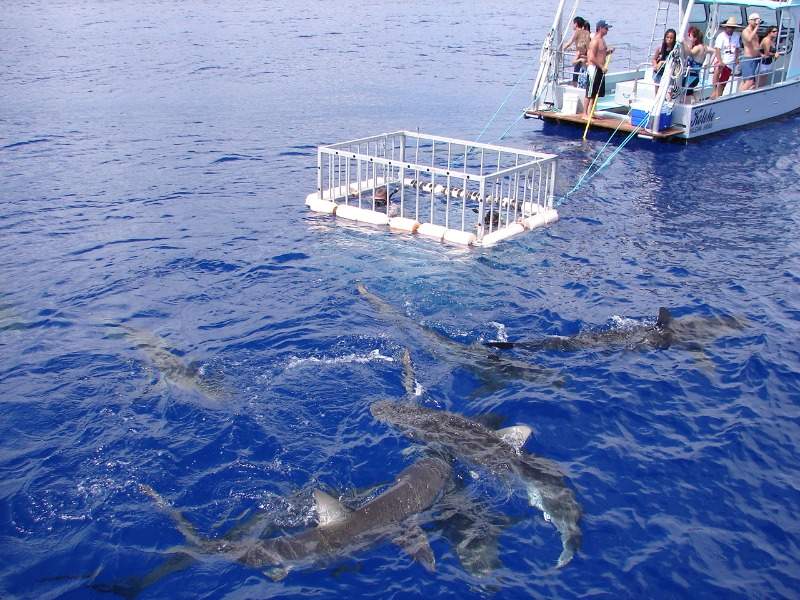 Sharks swimming around cage and boat