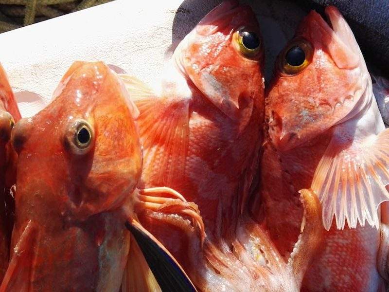 Fish on table