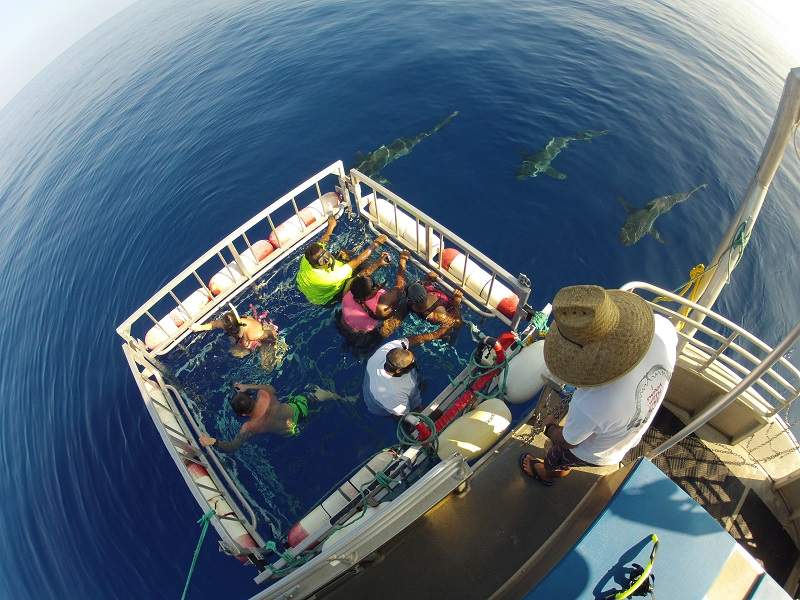 overhead view of people in shark cage