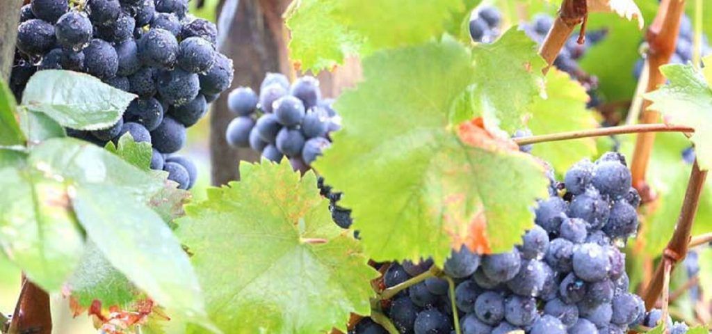 Close up of a grape vine.