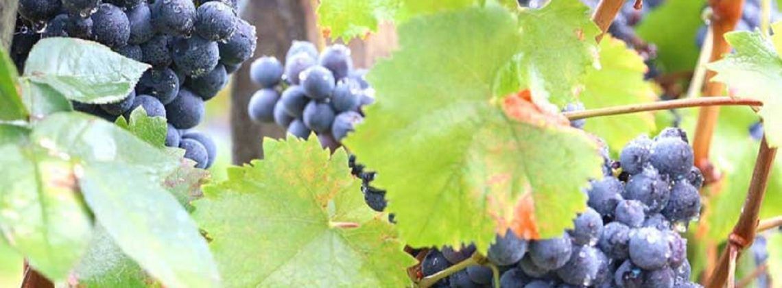 Close up of a grape vine.