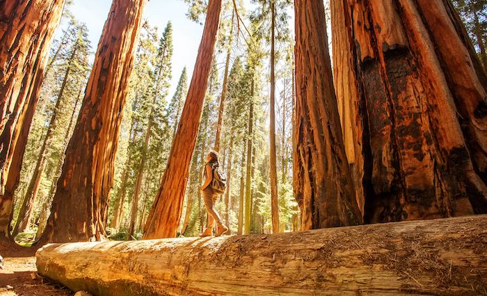 Redwood Forest San Francisco