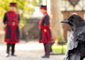 Top Things to See at the Tower of London