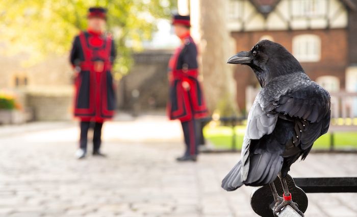 A raven at the Tower of London with beefeater guards in the background.