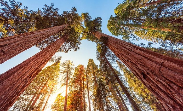 top national parks and nature vibes outside of san francisco