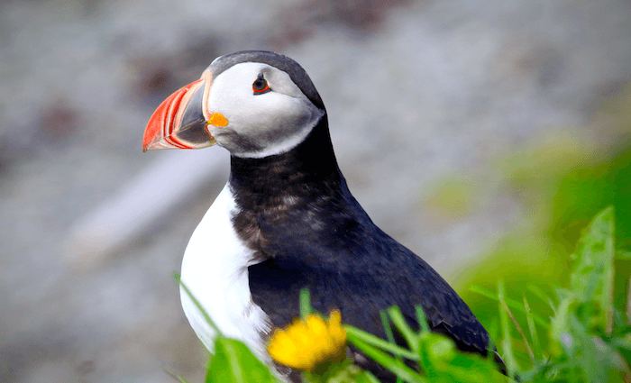 tours iceland in summer