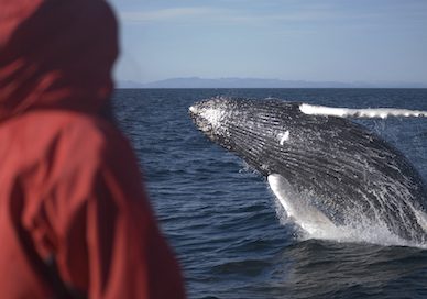 Whale Watching Tour Iceland Humpback 388 x 272