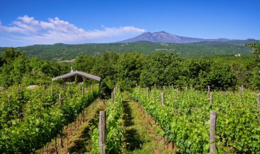 Beautiful vineyards on the slops of Mount Etna.