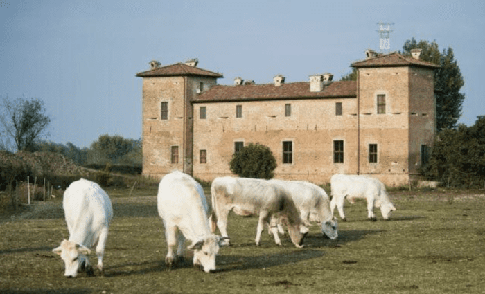 View of the ancient stone building with white cows grazing in the foreground.