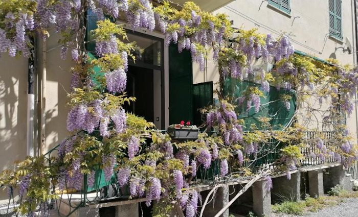 An image of the front facade with purple flowers