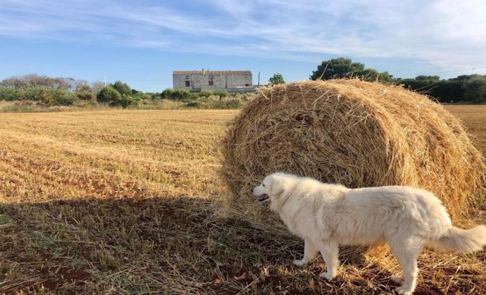 an image of a labrador and a haystack behind the farmhouse