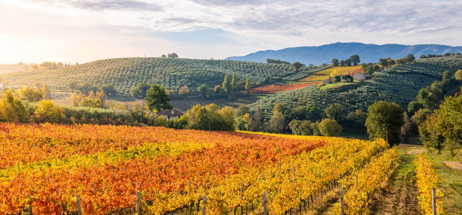 Rolling hills of Tuscany