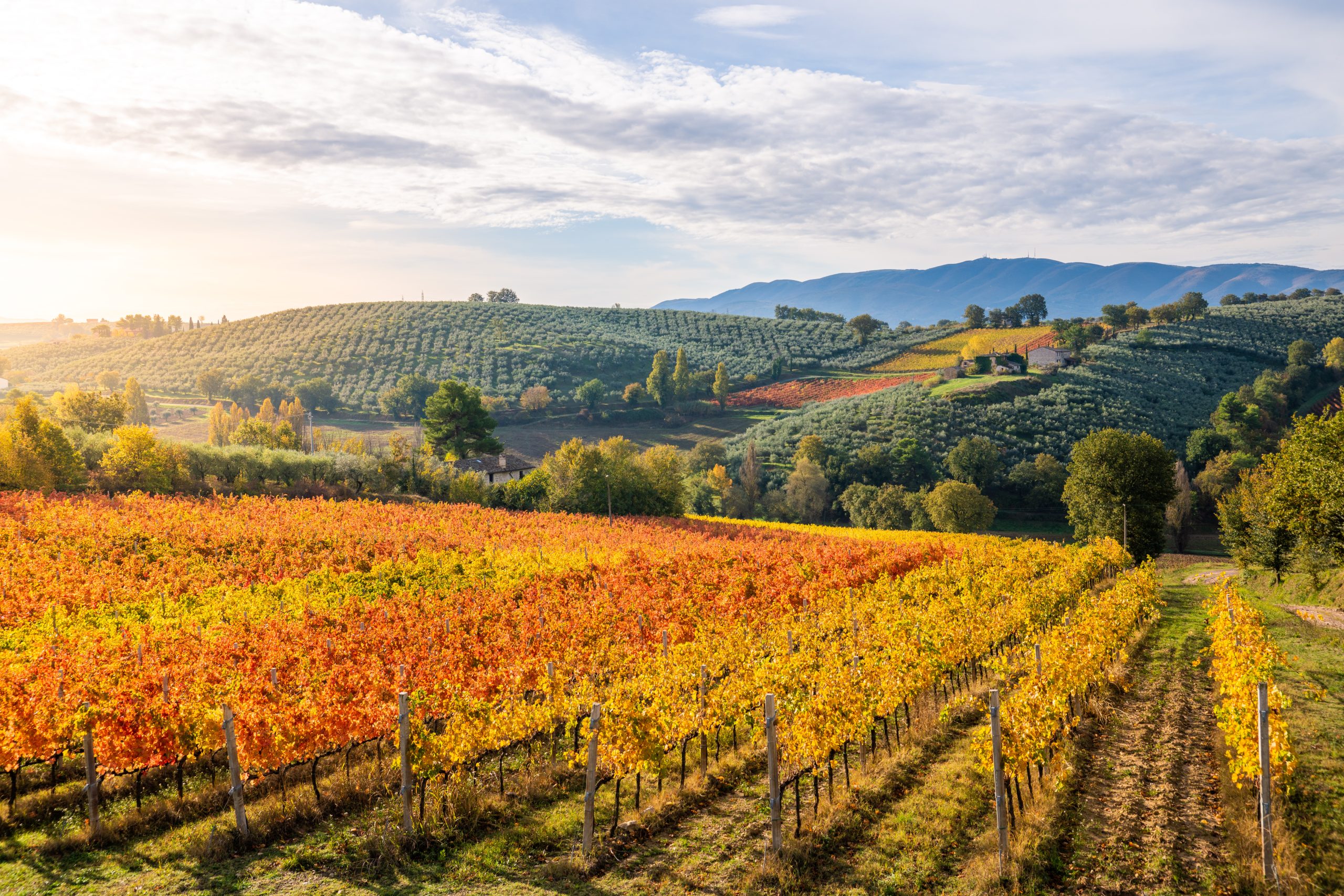 Rolling hills of Tuscany