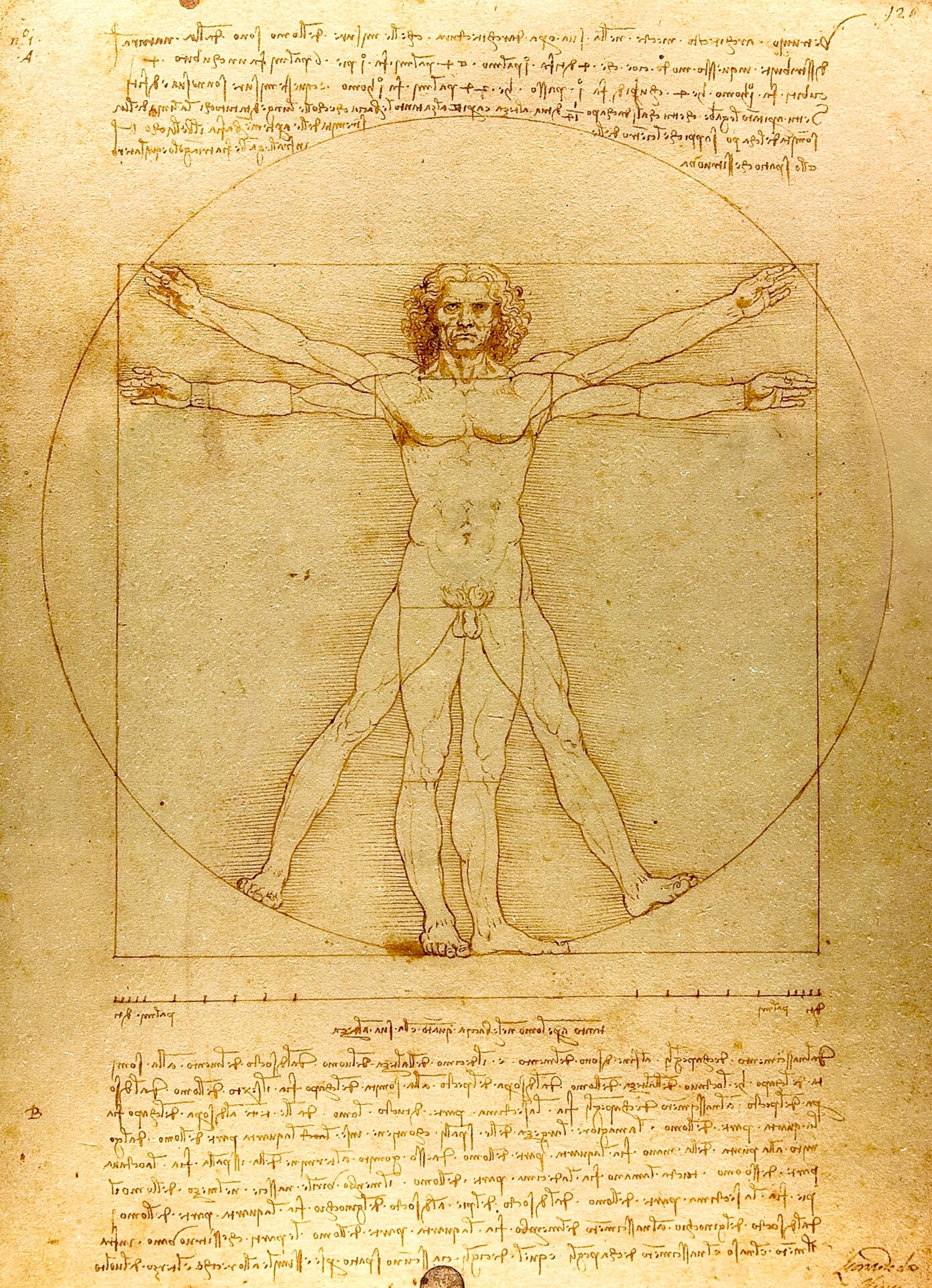 Vitruvian man.  Drawing of Leonardo da Vinci